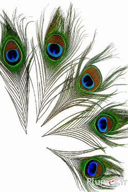 Pavone blu - 13-18 cm - naturale